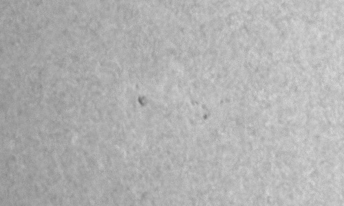 2024年1月11日の黒点（活動領域13550）