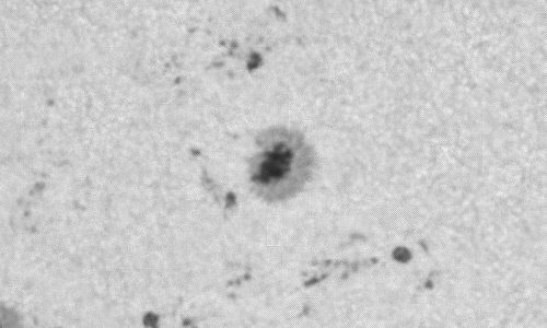 2024年1月11日の黒点（活動領域13540）