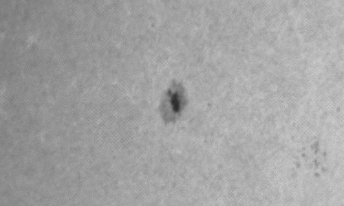 2024年1月16日の黒点（活動領域13554）