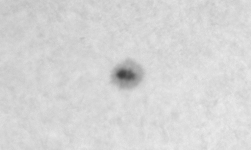 2024年1月20日の黒点（活動領域13556）