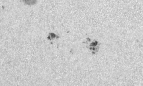 2024年1月20日の黒点（活動領域13561）