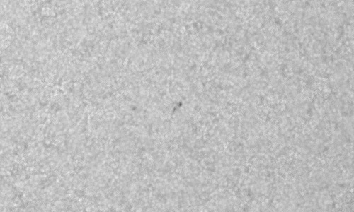 2024年1月23日の黒点（活動領域13568）