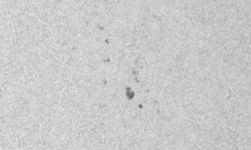 2024年2月4日の黒点（活動領域13565）