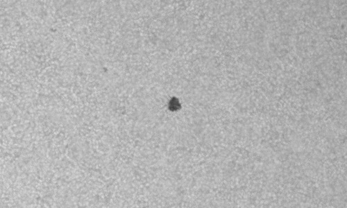 2024年2月4日の黒点（活動領域13573）