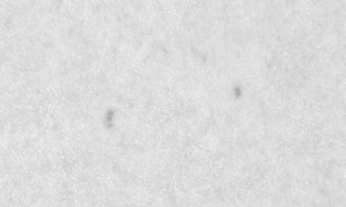 2024年2月6日の黒点（活動領域13570）