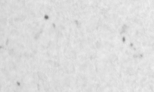 2024年2月28日の黒点（活動領域13592）