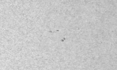 2024年3月5日の黒点（活動領域13601）