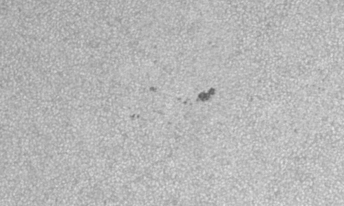 2024年3月9日の黒点（活動領域13604）