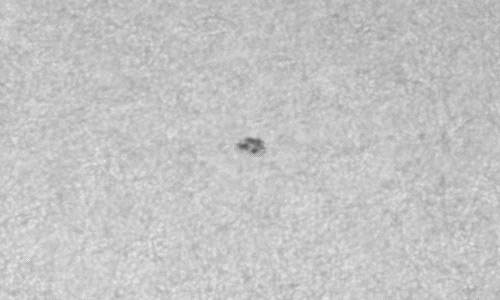 2024年3月19日の黒点（活動領域13611）