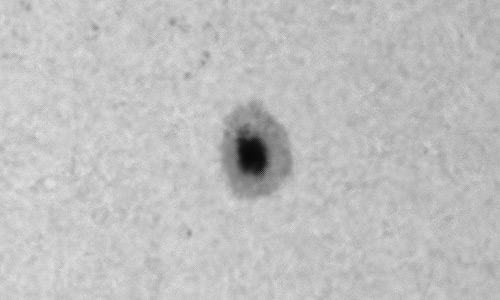 2024年3月25日の黒点（活動領域13614）