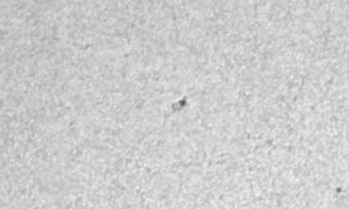 2024年4月5日の黒点（活動領域13627）