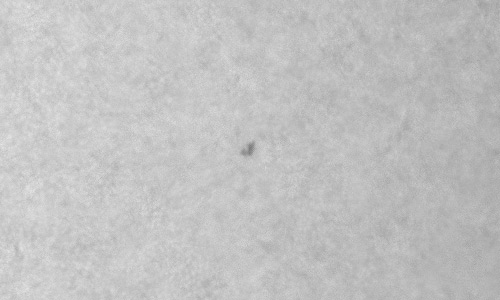 2024年4月8日の黒点（活動領域13631）