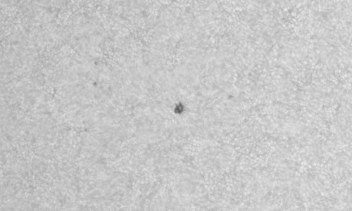 2024年4月23日の黒点（活動領域13657）