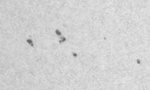 2024年4月24日の黒点（活動領域13657）