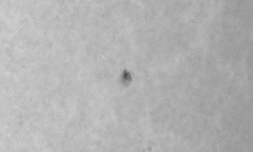 2024年4月26日の黒点（活動領域13644）