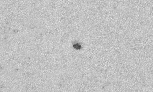 2024年5月16日の黒点（活動領域13673）