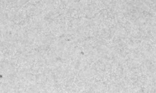 2024年5月18日の黒点（活動領域13680）