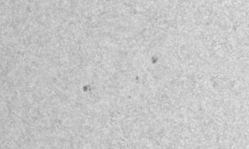 2024年5月22日の黒点（活動領域13688）