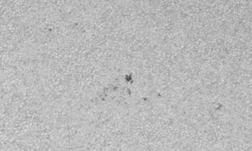 2024年6月1日の黒点（活動領域13695）