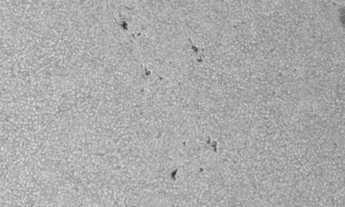 2024年6月3日の黒点（活動領域13705）