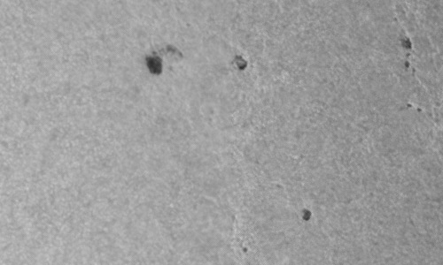 2024年6月4日の黒点（活動領域13705）