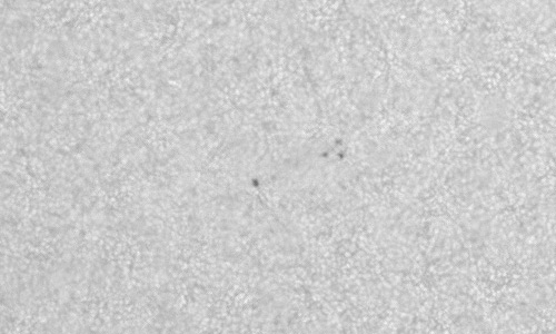 2024年6月6日の黒点（活動領域13706）