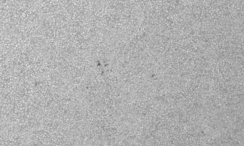 2024年6月14日の黒点（活動領域13707）