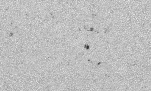 2024年6月14日の黒点（活動領域13711）