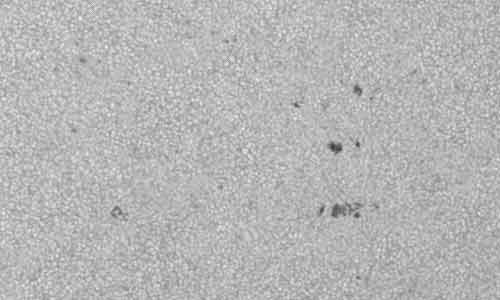 2024年6月15日の黒点（活動領域13711）