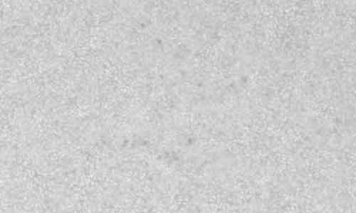 2024年6月15日の黒点（活動領域13714）