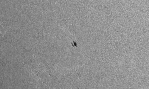 2024年6月29日の黒点（活動領域13731）