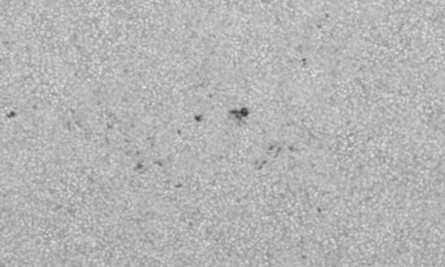 2024年6月29日の黒点（活動領域13723）