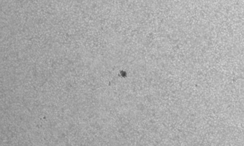 2024年6月30日の黒点（活動領域13731）