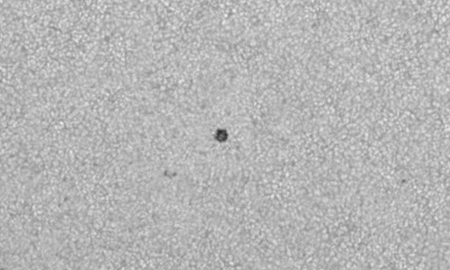 2024年7月2日の黒点（活動領域13731）