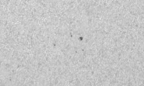 2024年7月3日の黒点（活動領域13731）