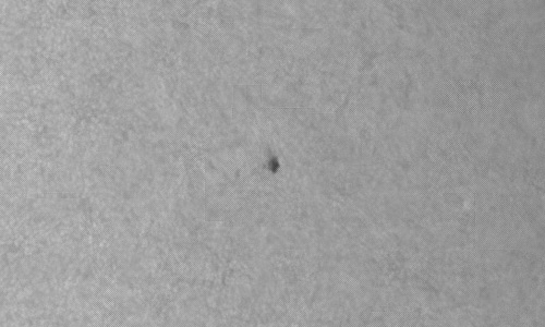 2024年7月30日の黒点（活動領域13771）