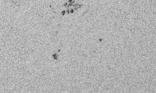 2024年8月7日の黒点（活動領域13779）