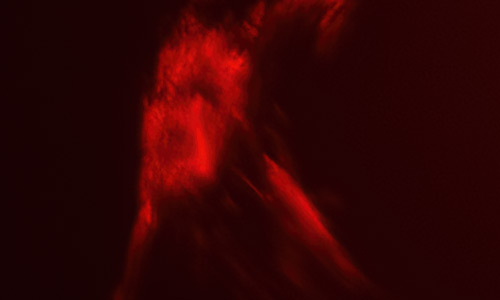 2024年8月28日のプロミネンス