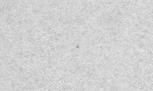 2024年9月24日の黒点（活動領域13837）