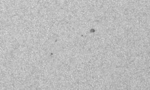 2024年9月25日の黒点（活動領域13837）