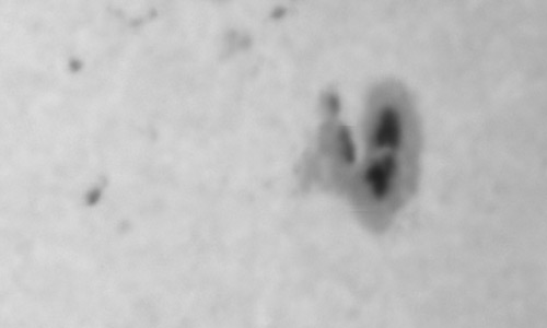 2024年10月16日の黒点（活動領域13852）