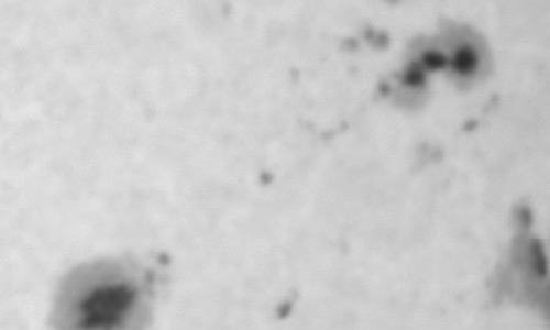 2024年10月16日の黒点（活動領域13854）