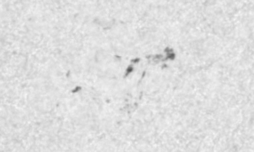 2024年10月16日の黒点（活動領域13856）