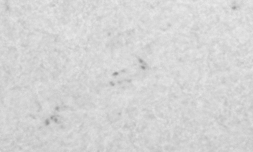 2024年10月25日の黒点（活動領域13866）