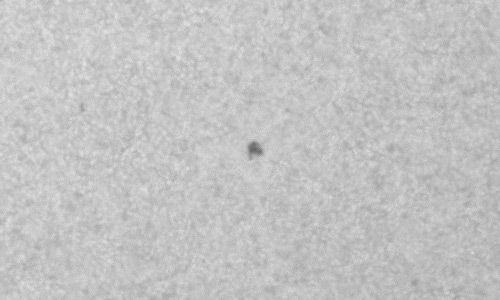 2024年10月26日の黒点（活動領域13865）